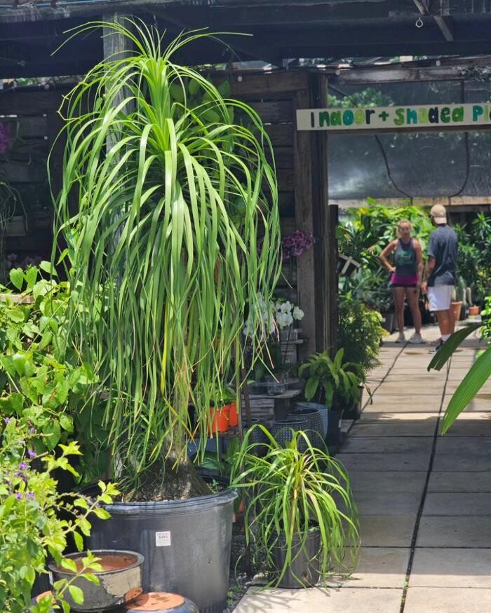 Images Midtown Garden Center