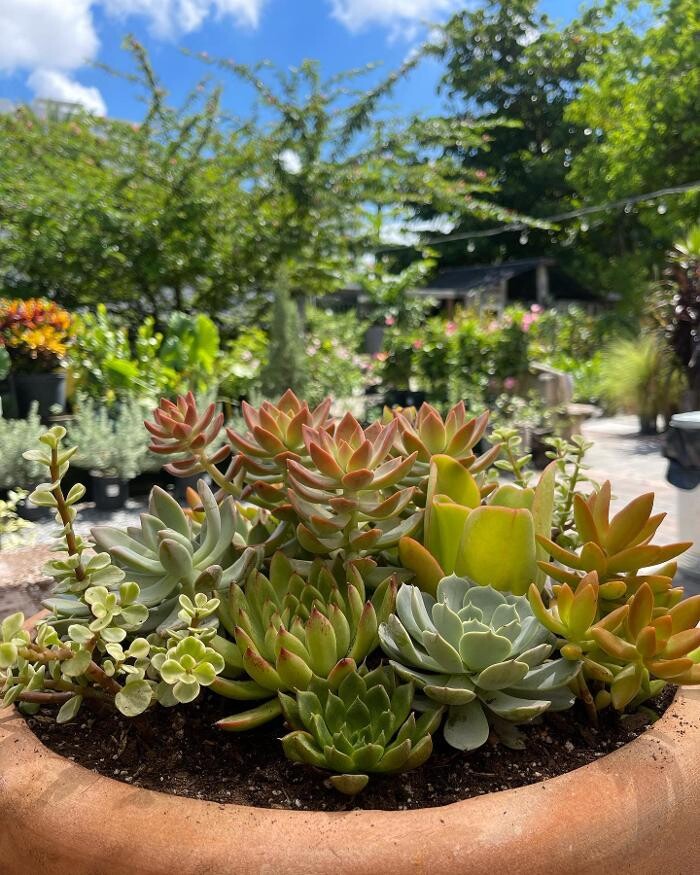 Images Midtown Garden Center