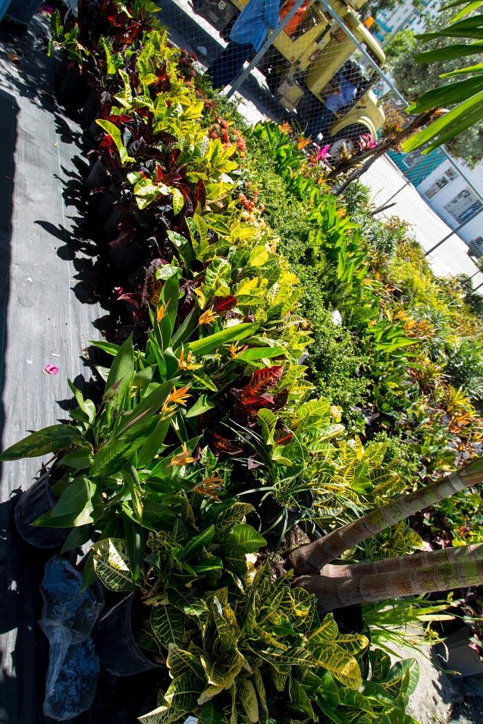 Images Midtown Garden Center
