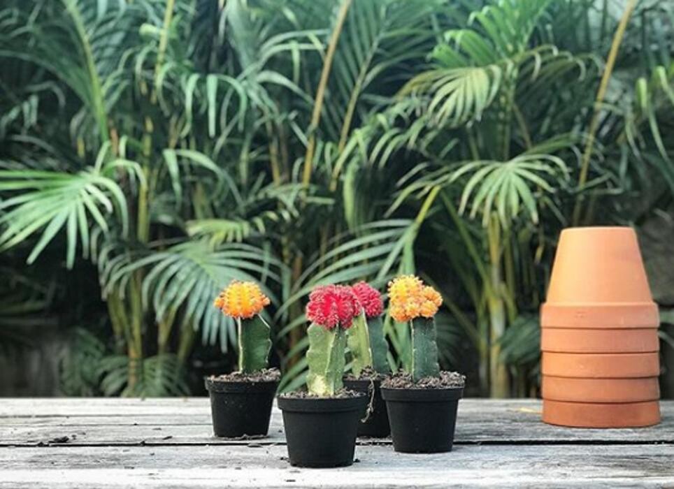 Images Midtown Garden Center