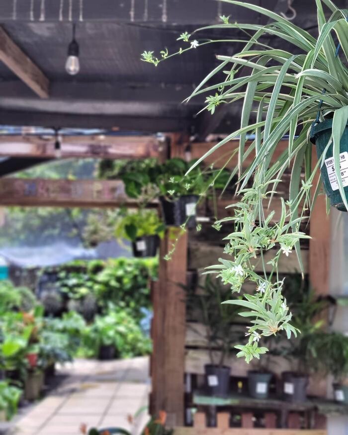 Images Midtown Garden Center