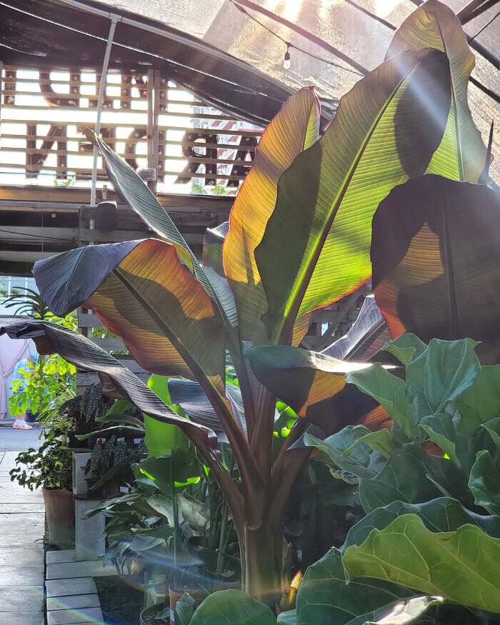 Images Midtown Garden Center