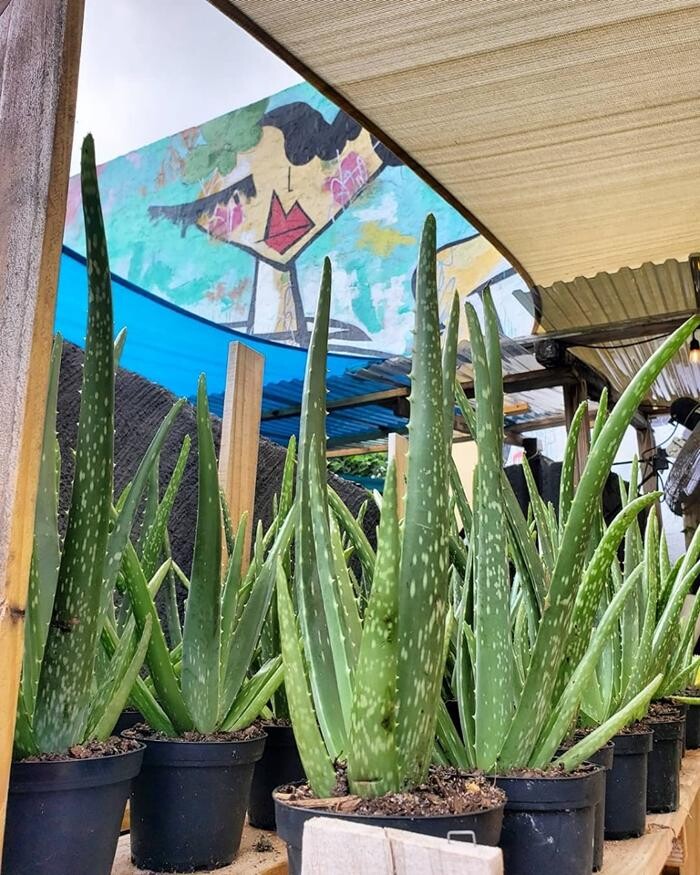 Images Midtown Garden Center