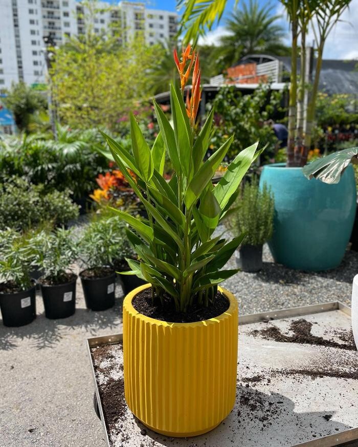 Images Midtown Garden Center