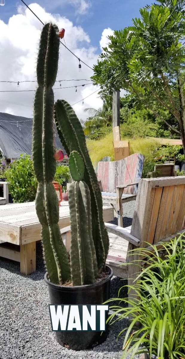 Images Midtown Garden Center
