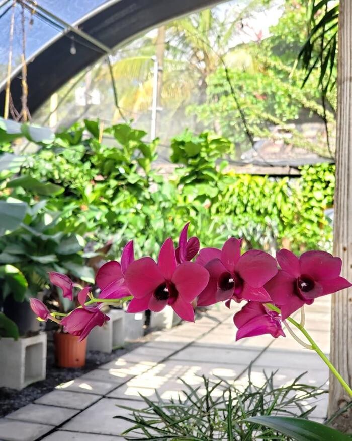 Images Midtown Garden Center