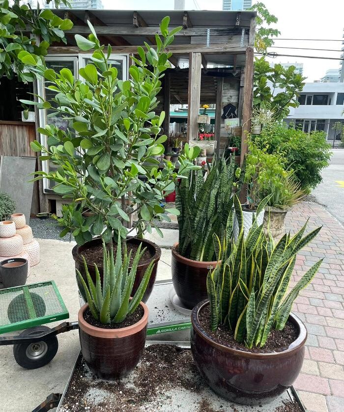 Images Midtown Garden Center