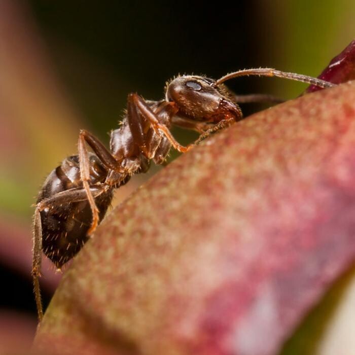 Images Apex Pest Control