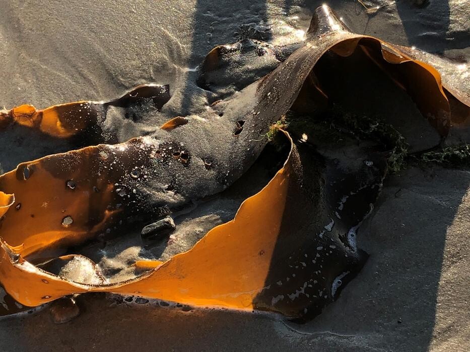 Images The Coast Village Inn and Cottages