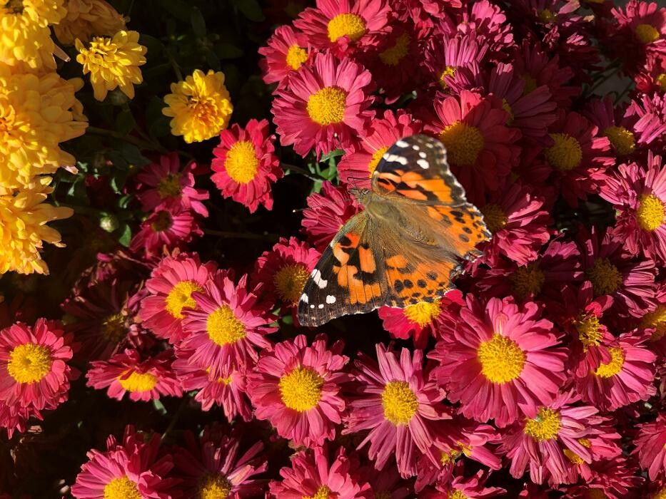 Images The Coast Village Inn and Cottages