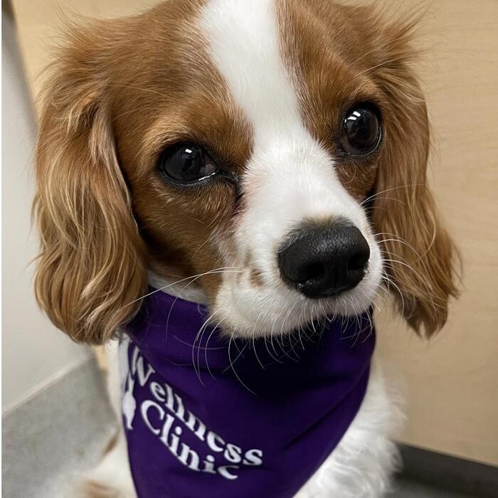 Images Geist Pet Wellness Clinic