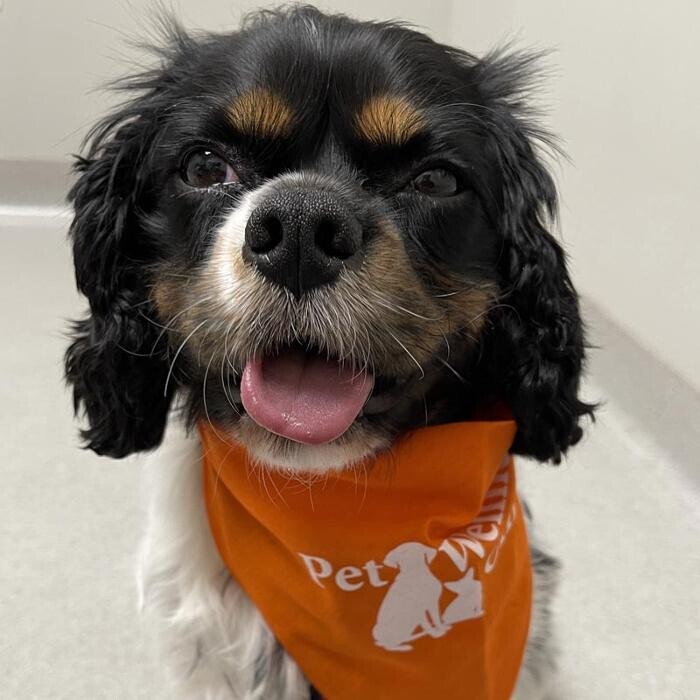 Images Geist Pet Wellness Clinic