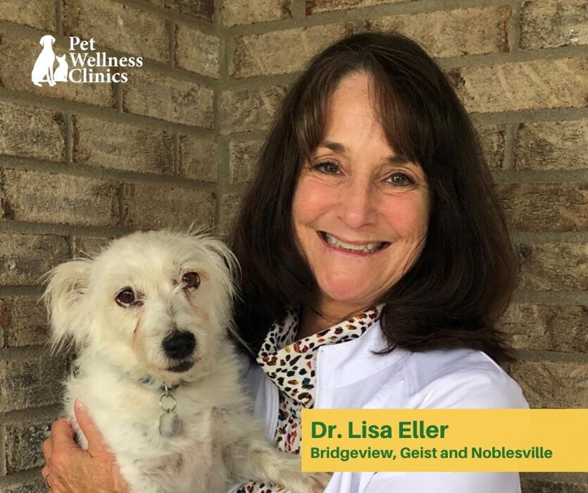 Images Geist Pet Wellness Clinic