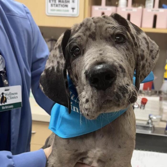 Images Geist Pet Wellness Clinic