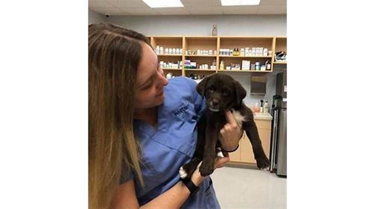Images Zionsville Pet Wellness Clinic