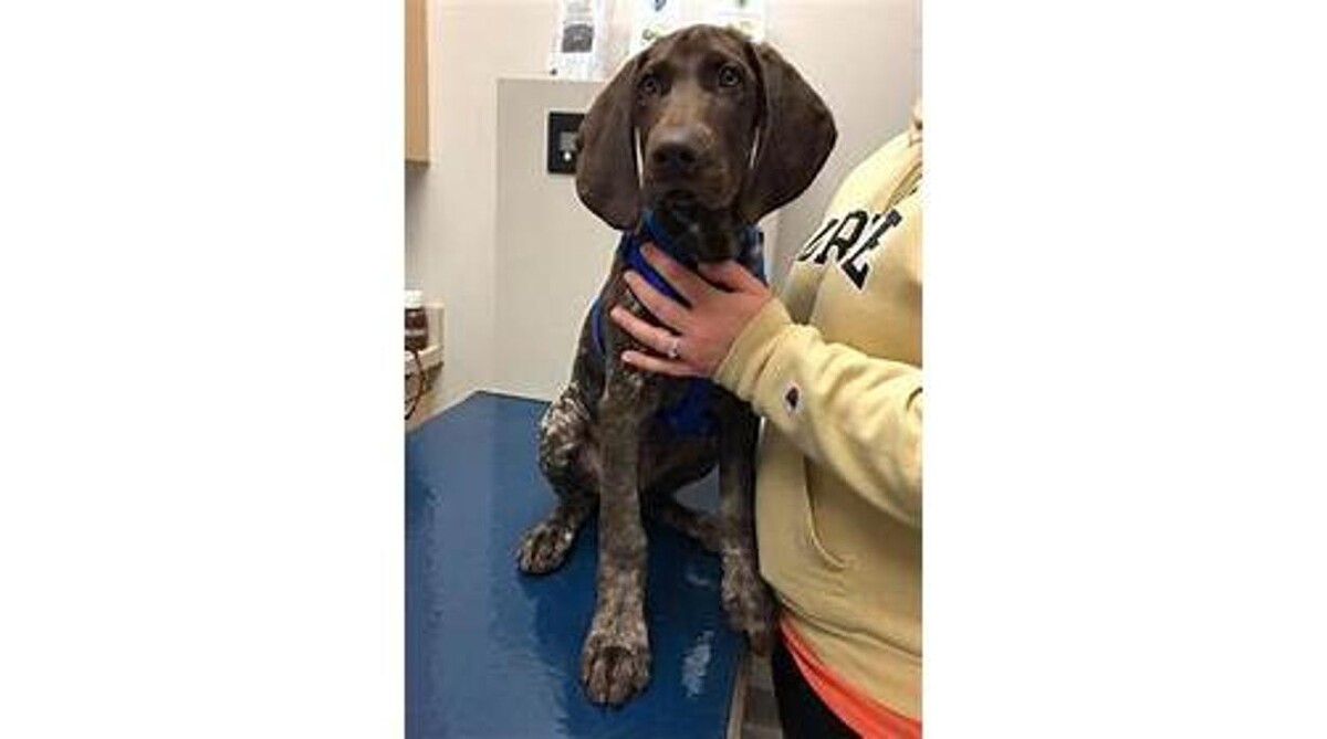 Images Zionsville Pet Wellness Clinic