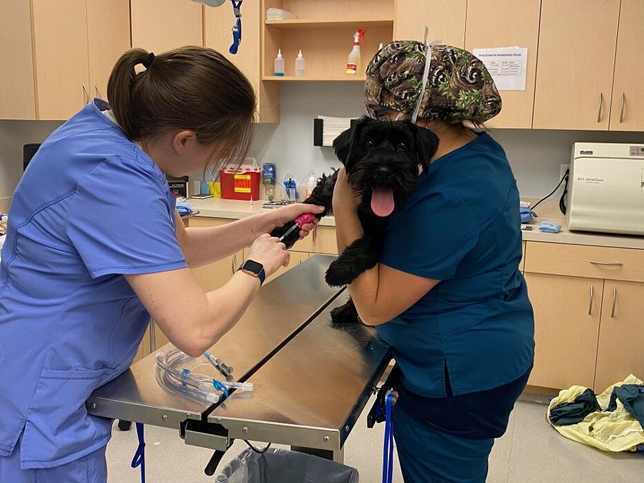 Images Zionsville Pet Wellness Clinic