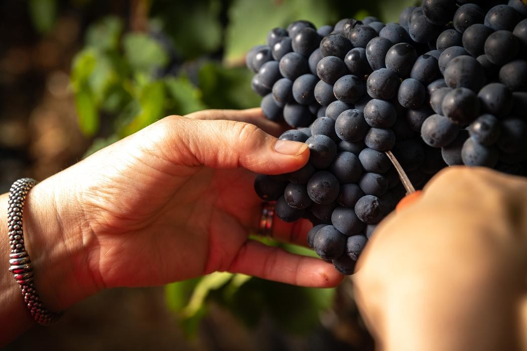 Images Captain Vineyards