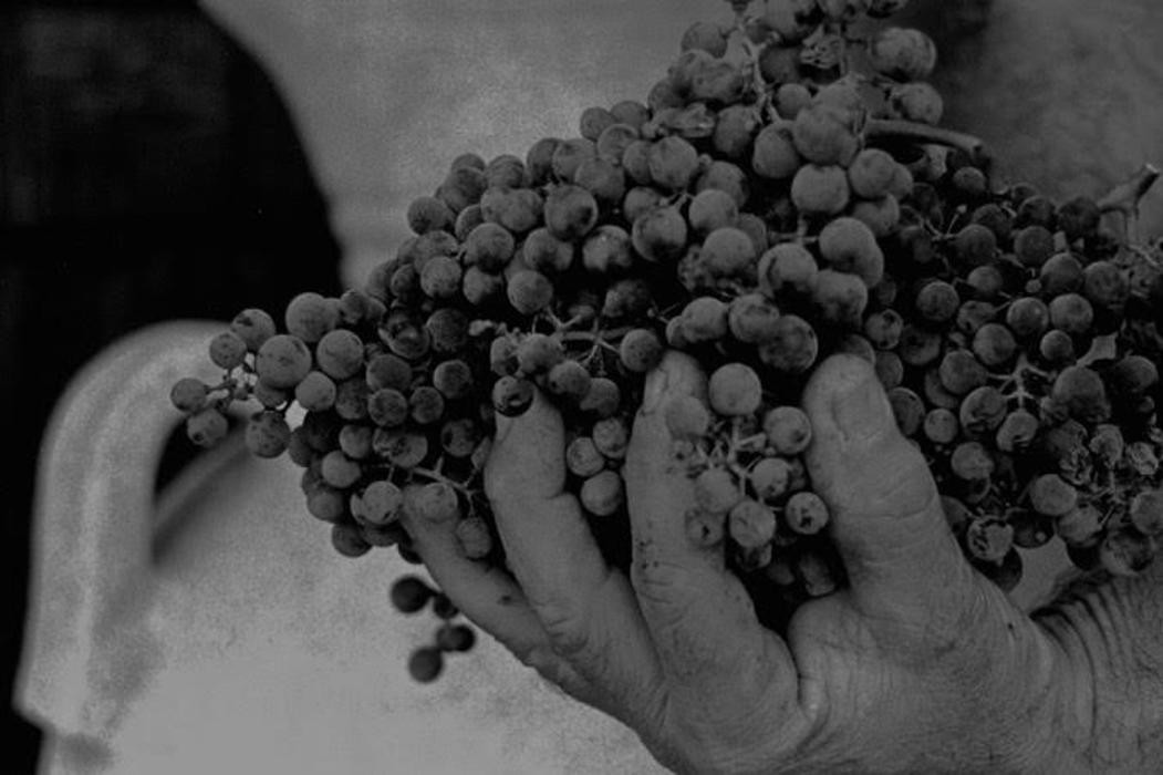 Images Captain Vineyards