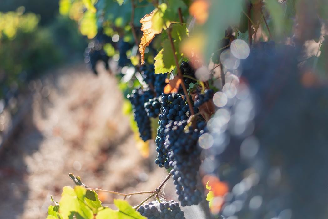 Images Captain Vineyards