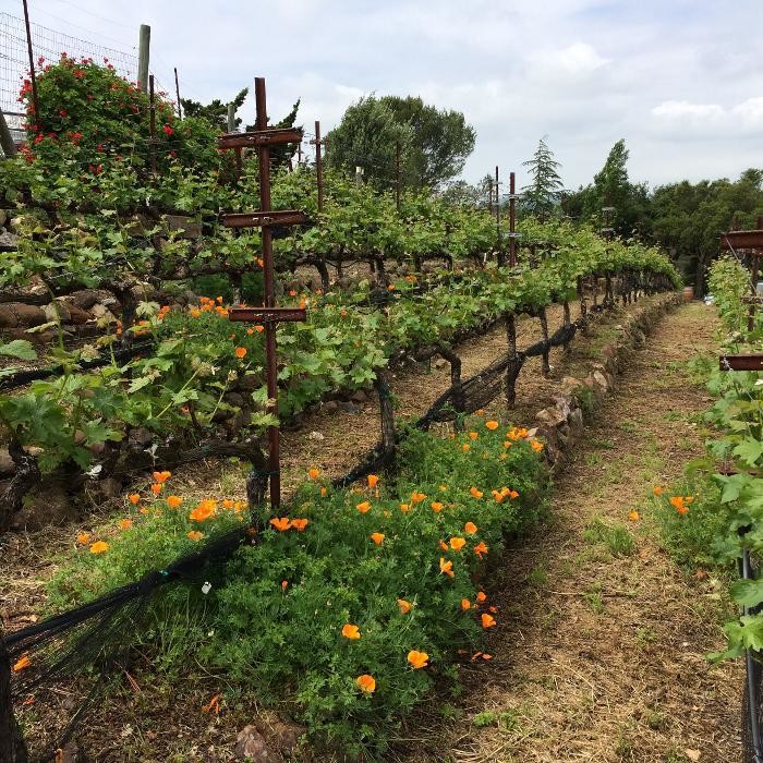 Images Captain Vineyards