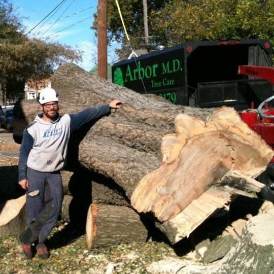 Arbor MD Tree Care Logo
