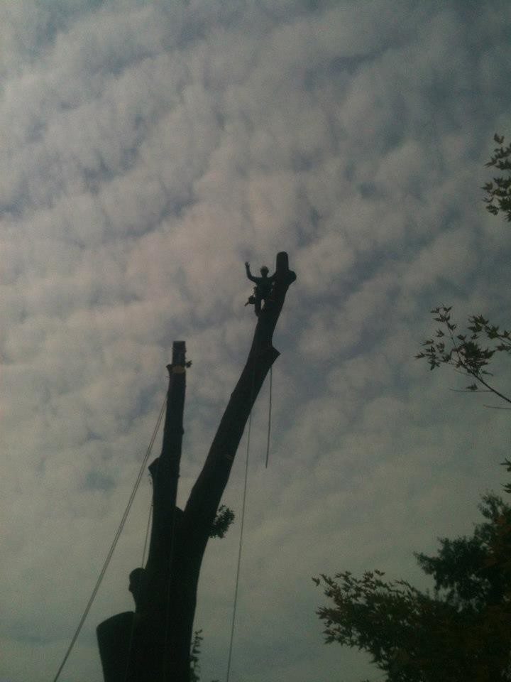 Images Arbor MD Tree Care