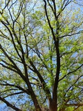 Images Arbor MD Tree Care