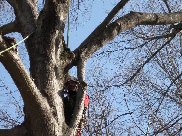Images Arbor MD Tree Care