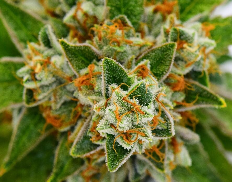 Images Reefer Madness Dispensary