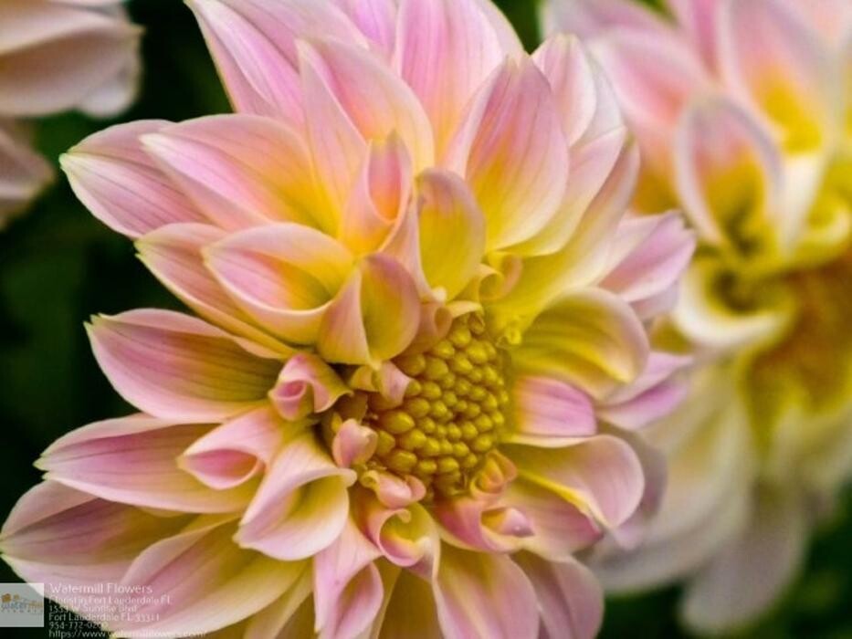 Images The Flower Bucket