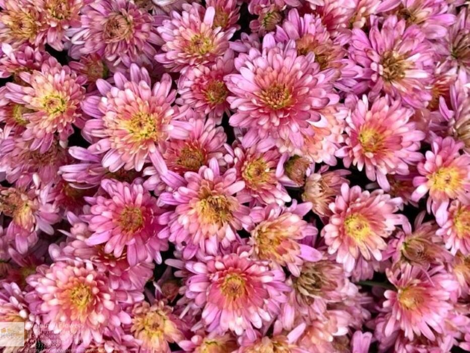 Images The Flower Bucket
