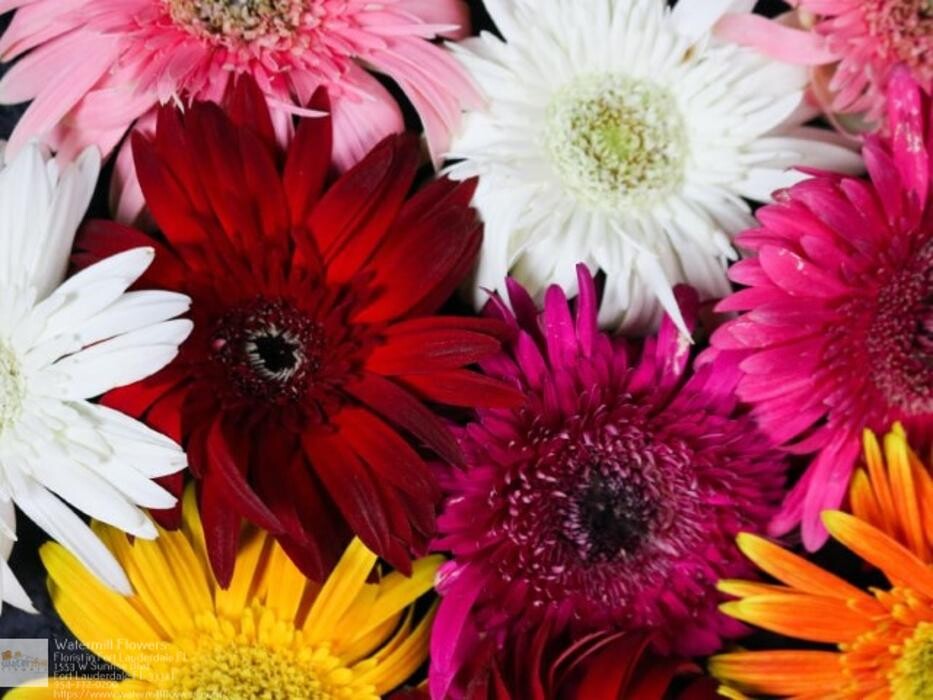 Images The Flower Bucket