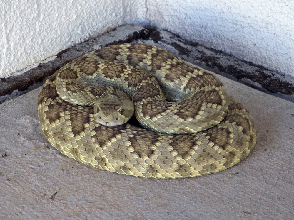 Images Rattlesnake Solutions LLC