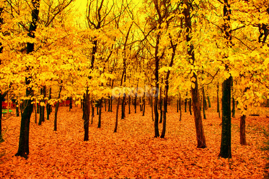 Images Mystic Dunes