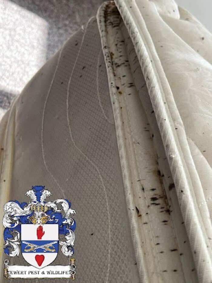 Images Ewert Pest and Wildlife Control