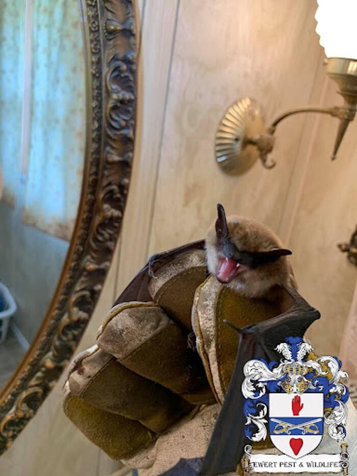 Images Ewert Pest and Wildlife Control