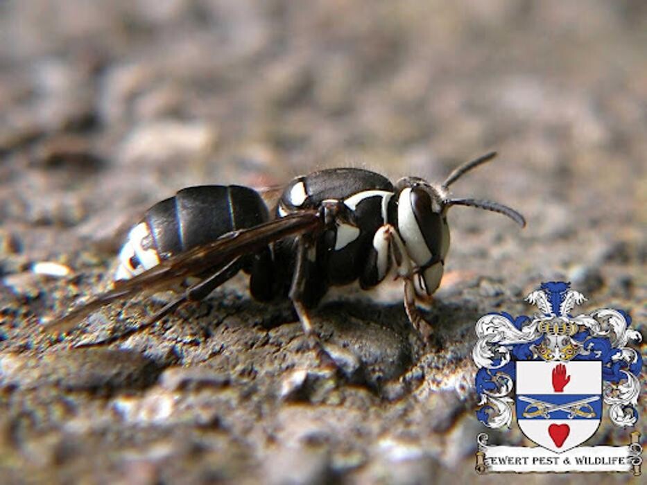 Images Ewert Pest and Wildlife Control