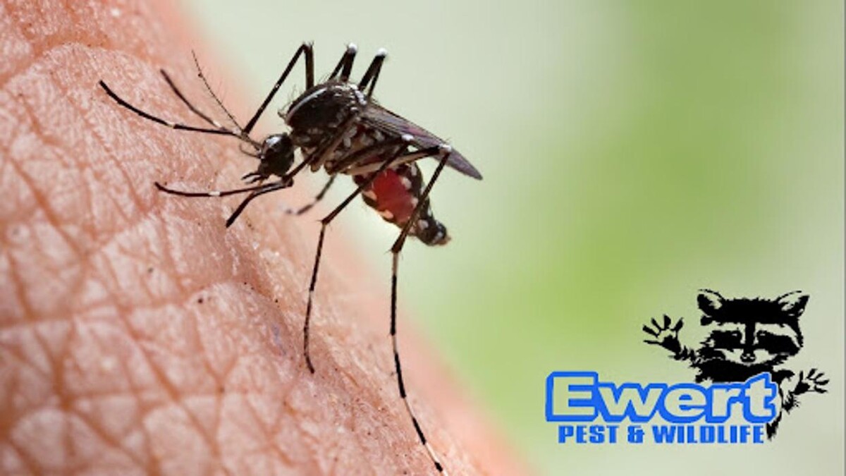 Images Ewert Pest and Wildlife Control