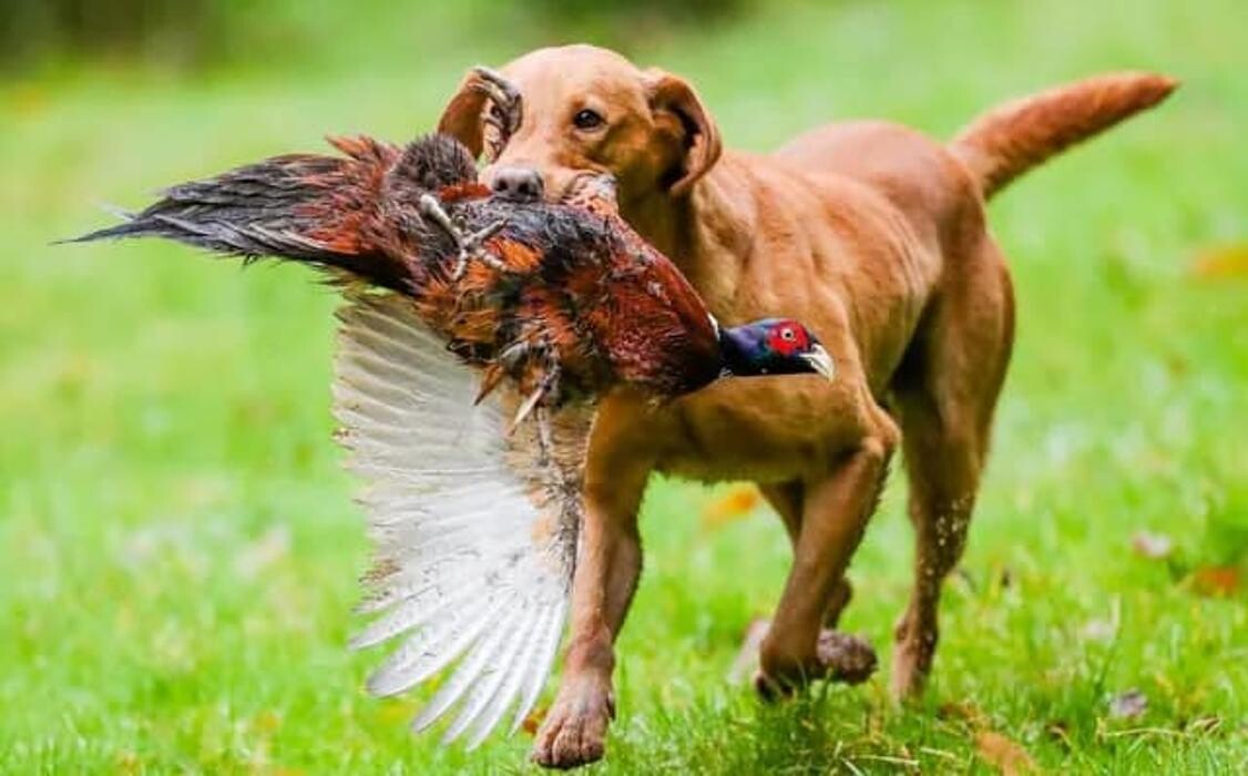 Images Waterstone Labradors