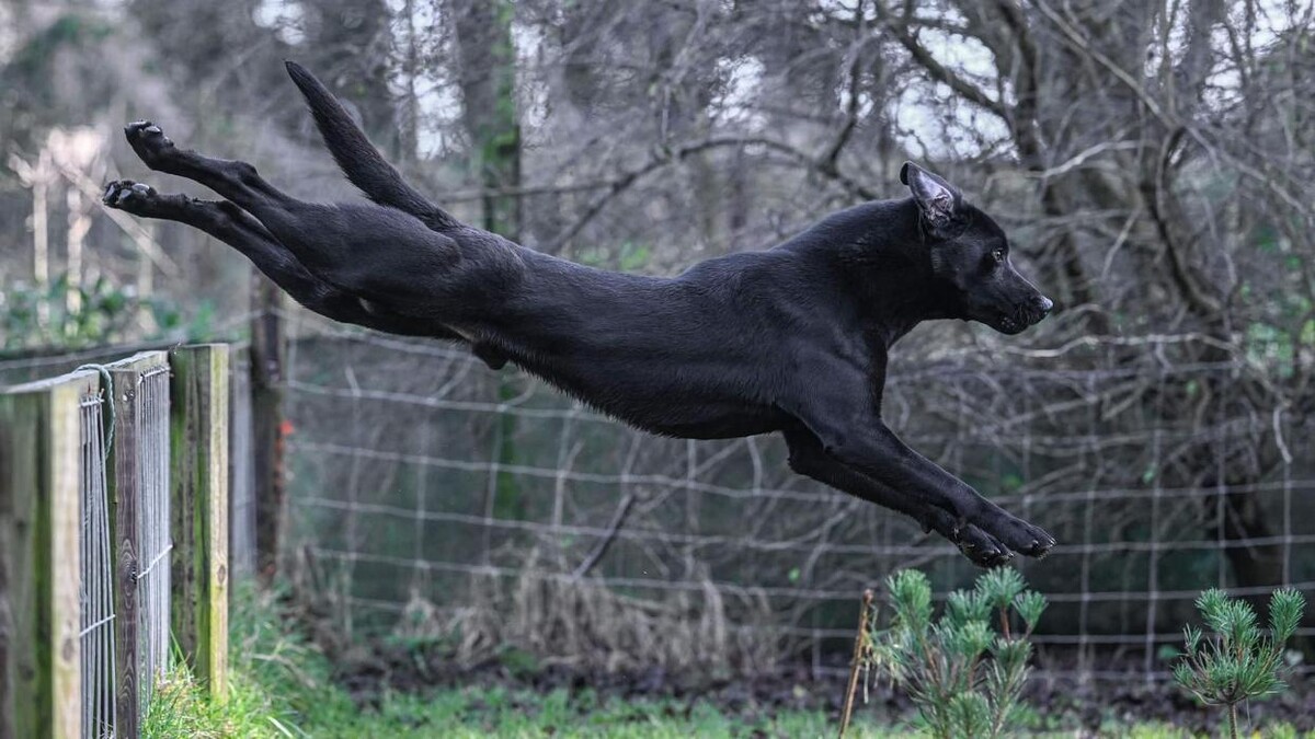 Images Waterstone Labradors