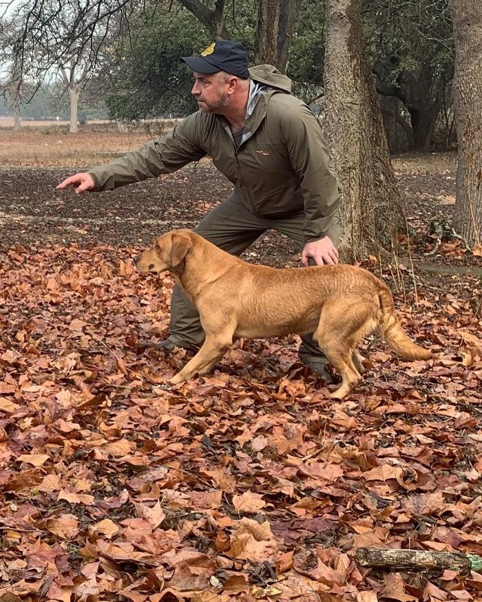 Images Waterstone Labradors