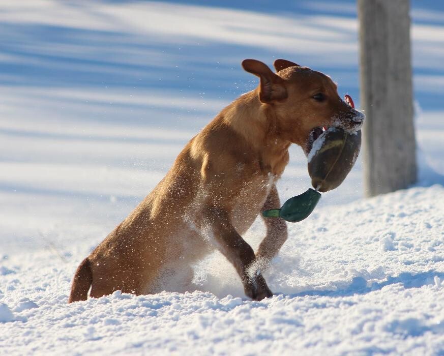 Images Waterstone Labradors