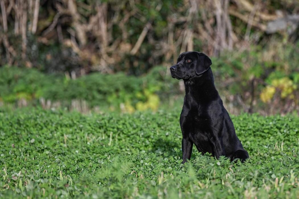 Images Waterstone Labradors
