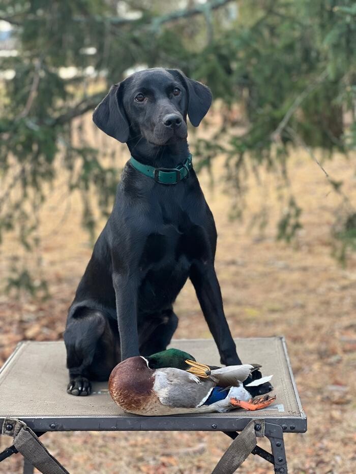 Images Waterstone Labradors