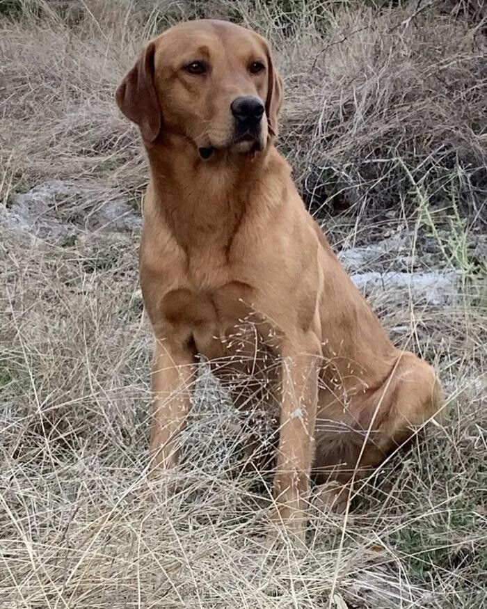 Images Waterstone Labradors
