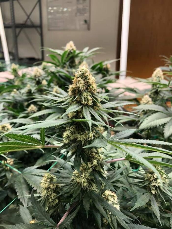 Images Native Harvest Dispensary