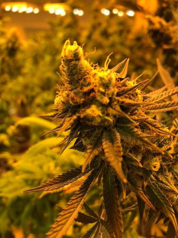 Images Native Harvest Dispensary