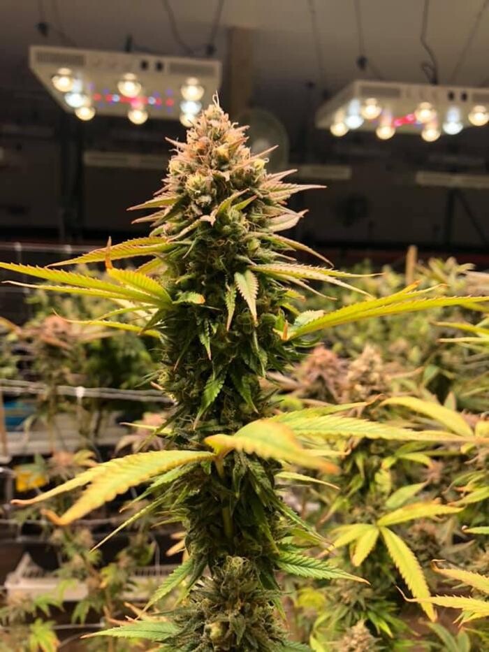 Images Native Harvest Dispensary