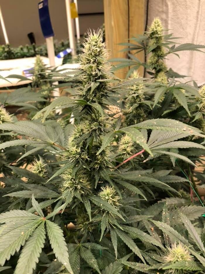 Images Native Harvest Dispensary